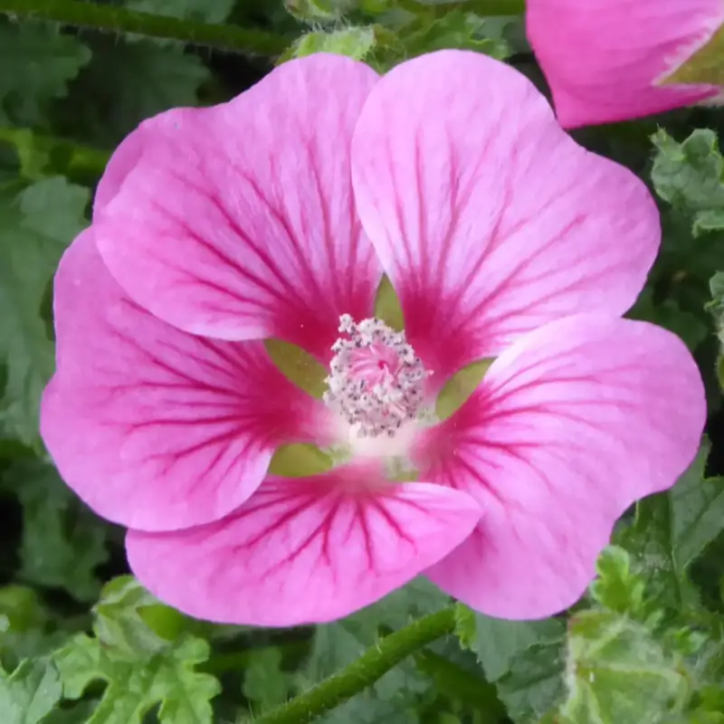 Top Vente Anisodontea. Le pot de 5 litres