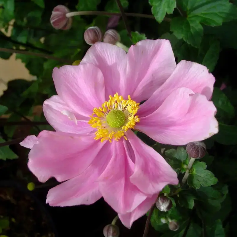 Anemone Du Japon. Le pot de 1 litre Satisfait Ou Remboursé