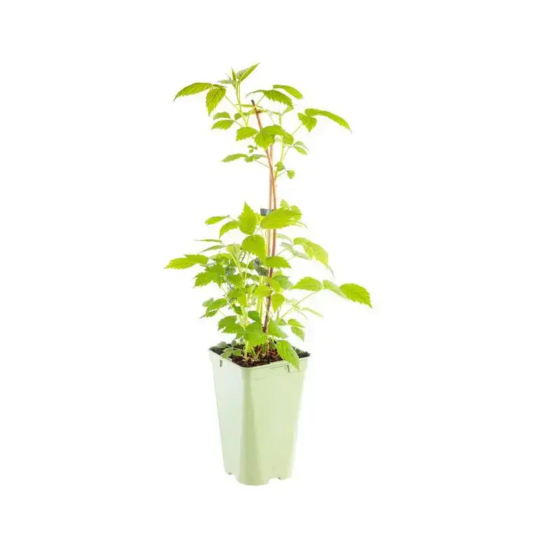 Soldes Framboisier &lsquo;Autumn Belle&rsquo; Bio. Le pot de 2 litres