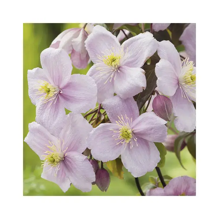 Usine Directe Clematite montana mayleen coloris rose. Le pot de 1,3 litres