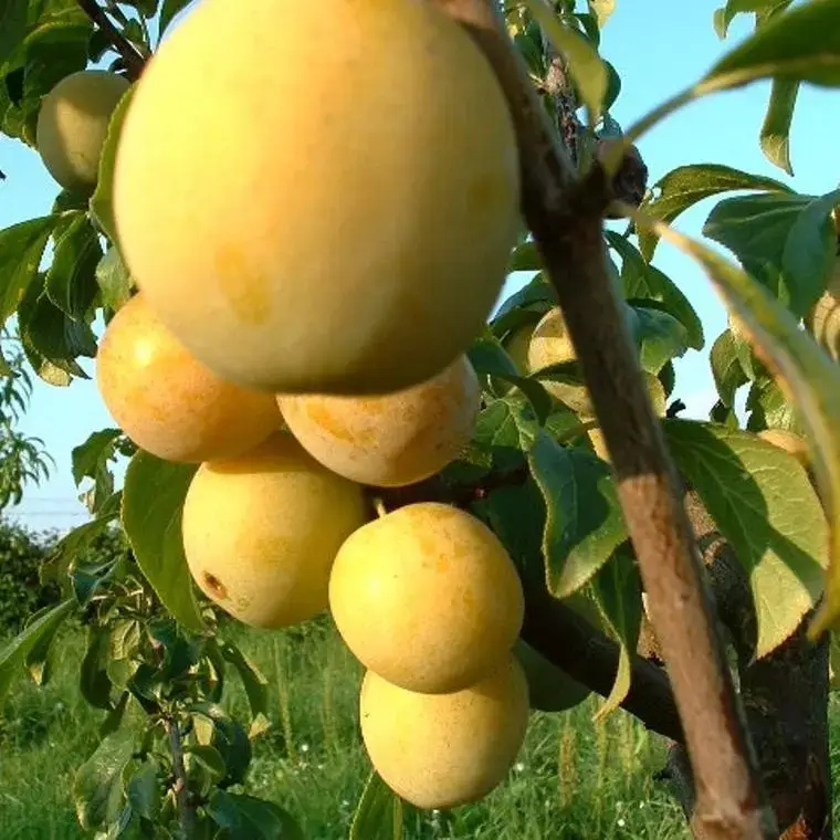 Vente Directe Prunier Mirabelle De Nancy Lr. Le pot de 12 litres