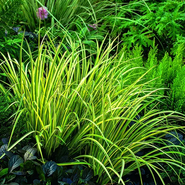 Acore à feuille de graminée Ogon vert botanic®. Le pot de 1 litre Nouveauté