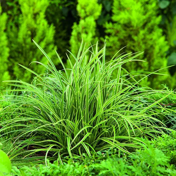 Super Prix Carex Morrowii Ice Dance vert botanic®. Le pot de 1 litre