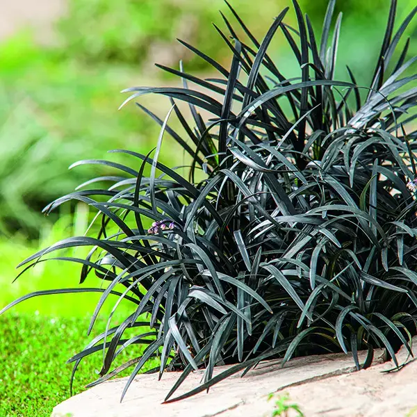 Super Prix Ophiopogon Niger noir botanic®. Le pot de 1 litre