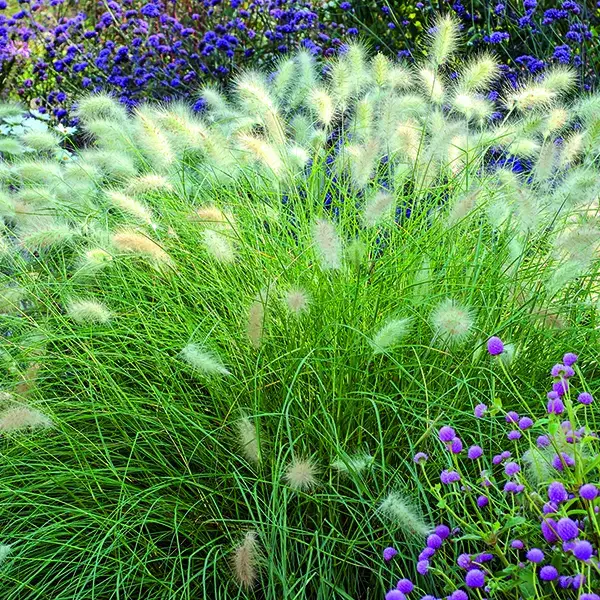Vente Flash Pennisetum villosum vert botanic®. Le pot de 2 litres