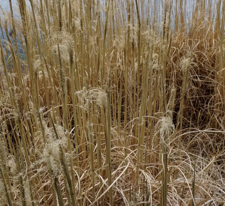 Achetez Aujourd&rsquo;hui Miscanthus sinensis Gracillimus vert botanic®. Le pot de 3,5 litres