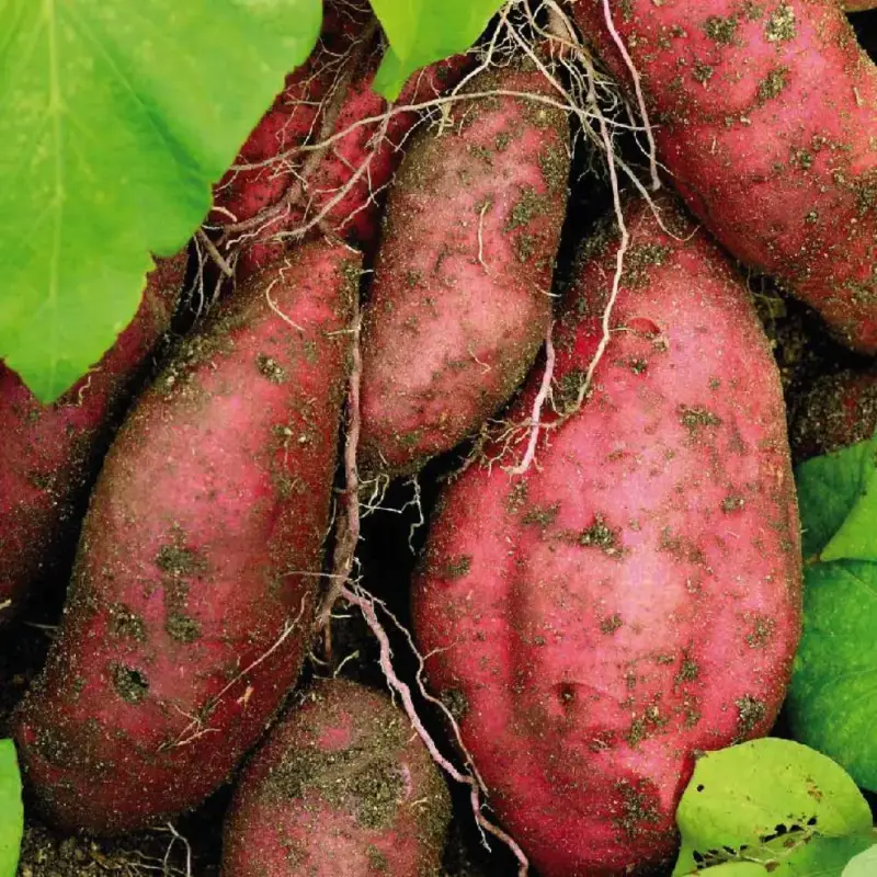 Achat Immédiat Patate Douce Beauregard. Le pot de 10,5 cm