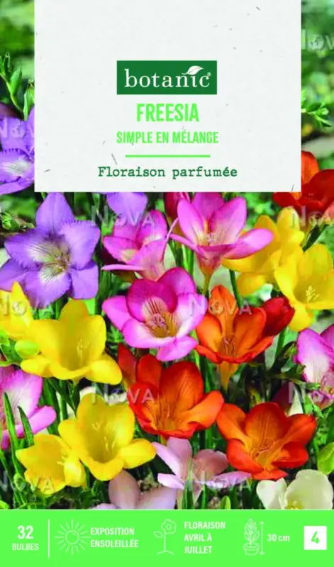 Acheter En Ligne Bulbes de fleurs Freesia simple mix botanic® – 32 bulbes