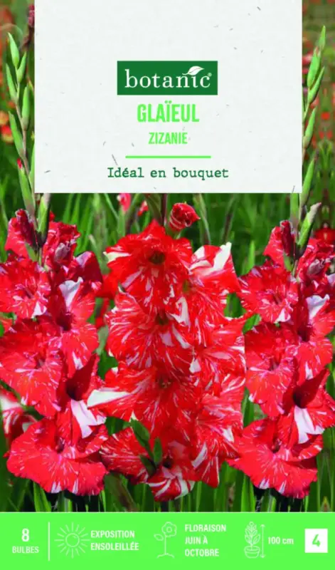 Soldes Bulbes de fleurs Glaïeul grandes fleurs Zizanie botanic® – 8 bulbes