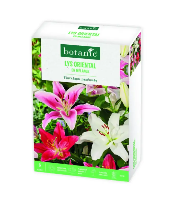 Bon Marché Boite de bulbes de fleurs Lys oriental en mélange botanic® – 6 bulbes