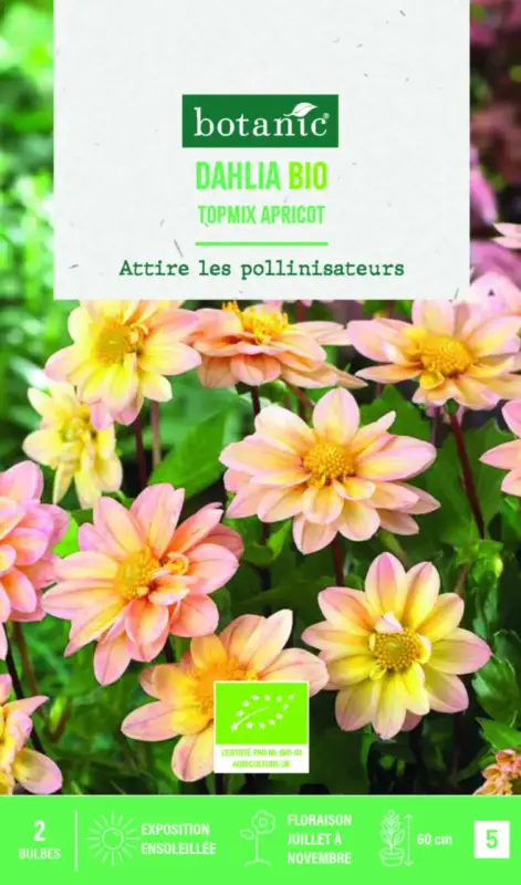 Vente Directe Bulbes de fleurs Dahlia Topmix Abricot bio botanic® – 2 bulbes