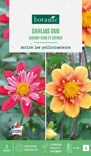 Acheter Direct Bulbes de fleurs duo de Dahlias Cherry Star / Esther botanic® – 2 bulbes