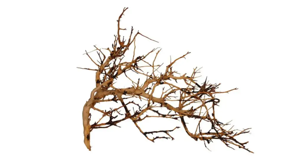 Vigne pour aquarium ou terrarium coloris marron Aquavie Broussa – 10 à 30 cm Authentique