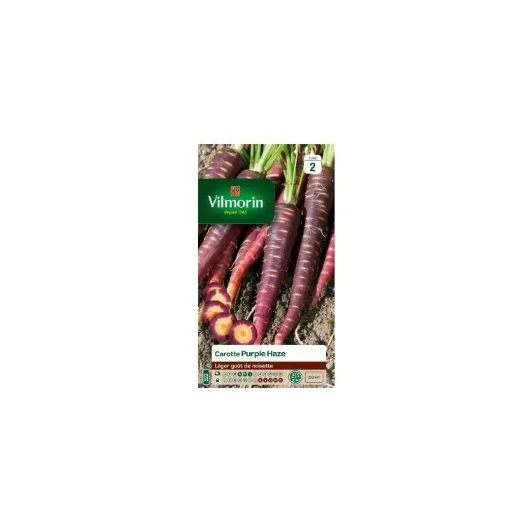 Bon Plan Graines de Carotte violette Purple Haze Vilmorin – graines à semer