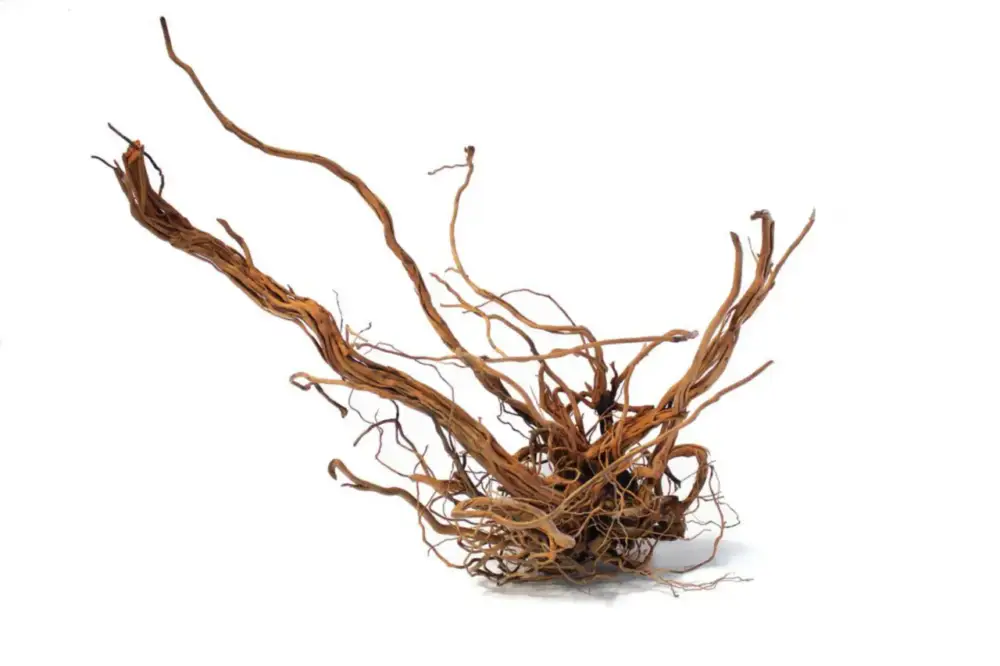 Meilleur Prix Racine décorative pour terrarium en bois naturel coloris marron Aquavie racine Curlivigne – Taille L