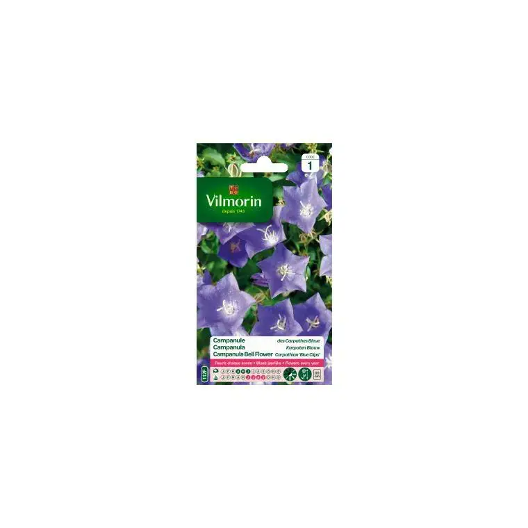 Authentique Graines de Campanule des Carpates bleue Vilmorin – graines à semer
