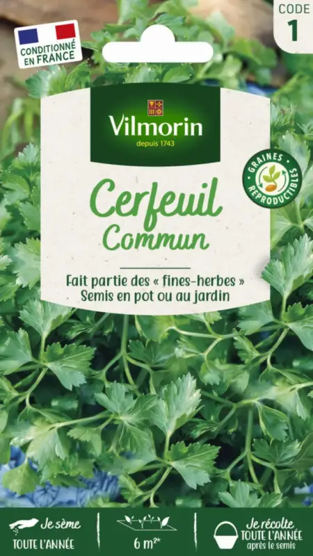 Cerfeuil commun Vilmorin – graines à semer Seulement Aujourd&rsquo;hui