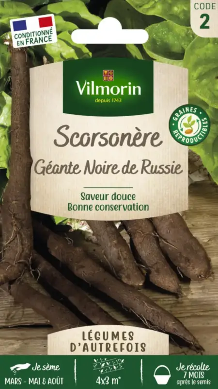 Scorsonère Géante Noire de Russie Vilmorin – graines à semer Commander Maintenant
