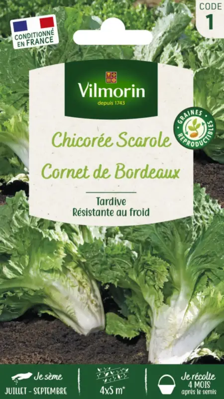 Petit Prix Chicorée Scarole Corne de Bordeaux Vilmorin – graines à semer