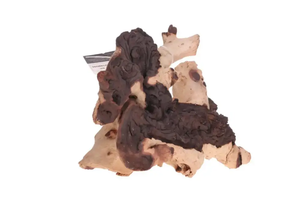 Racine décorative pour aquarium ou terrarium coloris marron Aquavie Mopani – Taille MM+ Commande En Gros