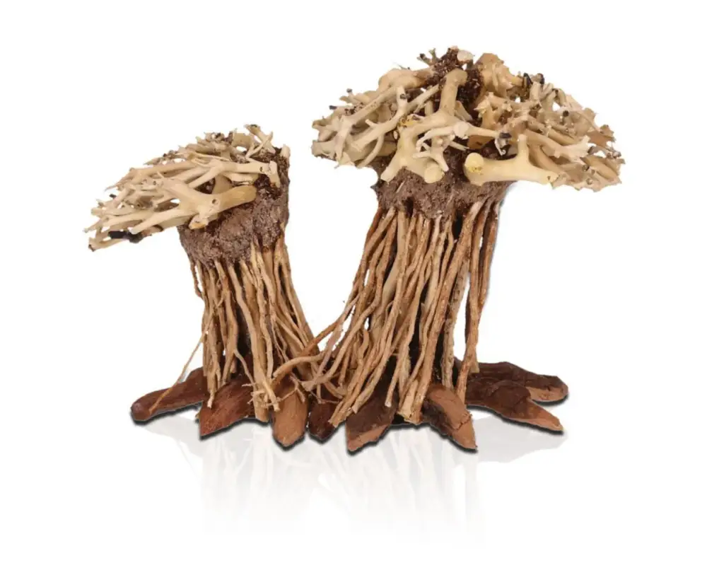 Produit De Marque Décor pour aquarium coloris marron Aquavie Three Forêt Double PM – 12 x 12 x 15 cm