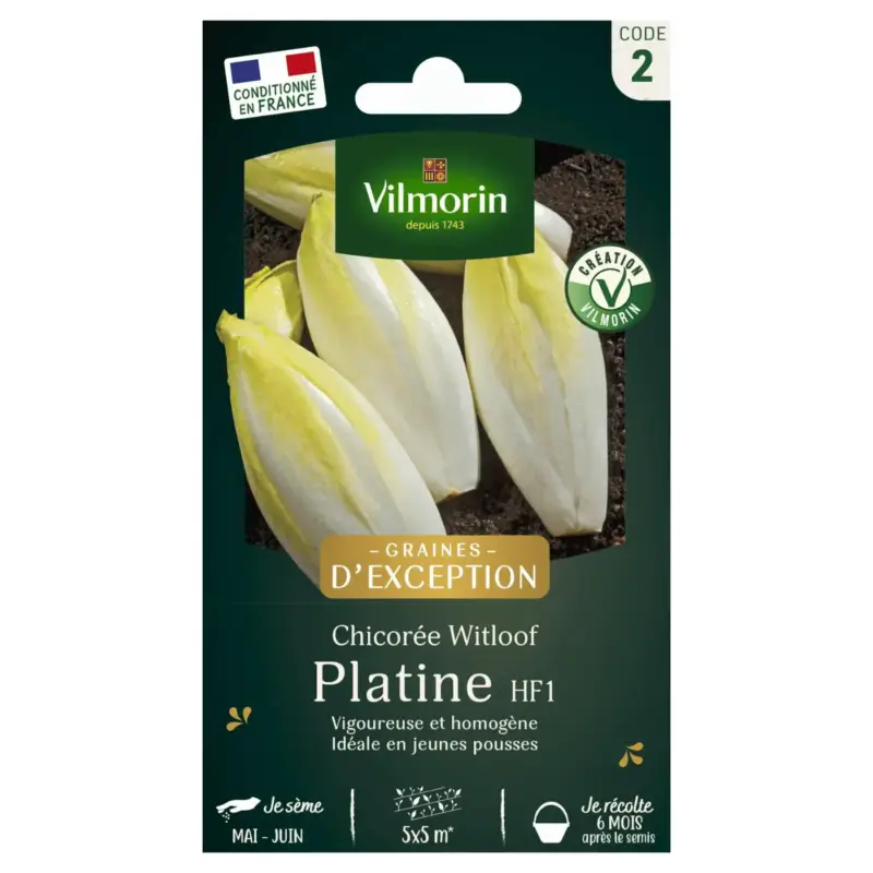 Offre Du Jour Chicorée Witloof Zoom HF1 Vilmorin – graines à semer