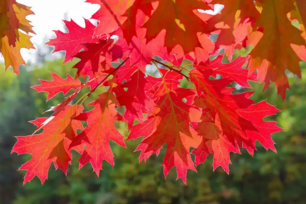 Acheter En Ligne Chêne Rouge d&rsquo;Amérique. Le pot de 15 litres