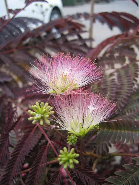 Albizia Summer Chocolate. Le pot de 15 litres Bon Marché