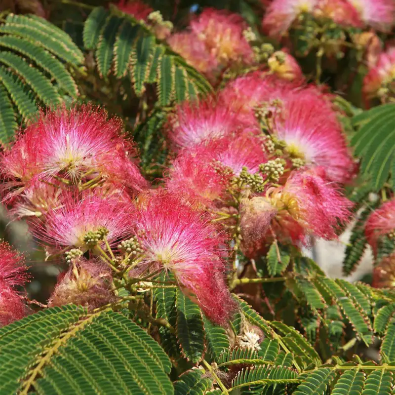 Achat Immédiat Albizia Shidare. Le pot de 30 litres