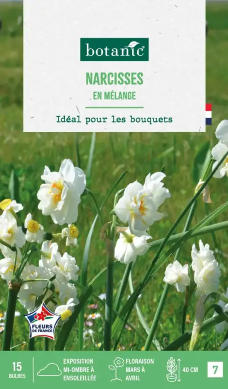 Acheter En Ligne Narcisse en mélange botanic® – 15 bulbes
