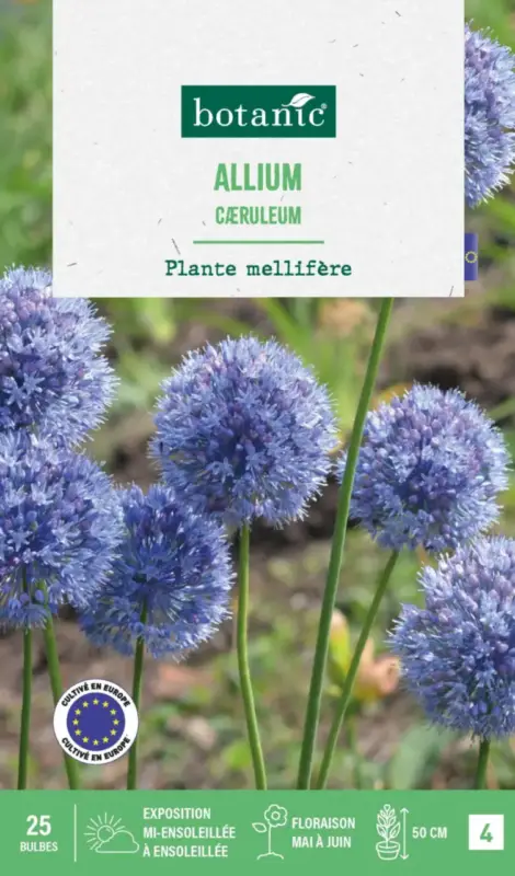Allium caerulum botanic® – 25 bulbes Réduction