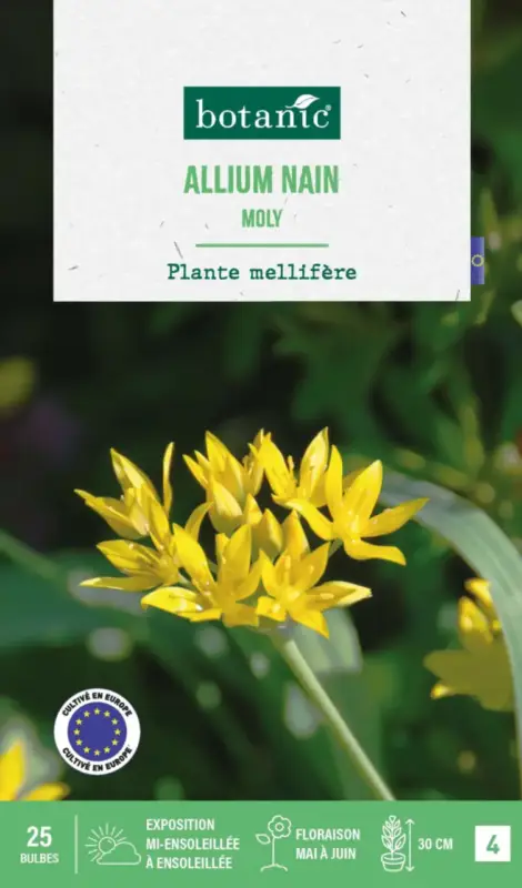 Acheter En Ligne Allium moly botanic® – 25 bulbes