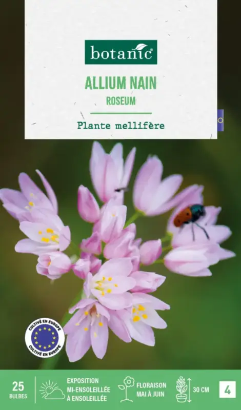 Allium roseum botanic® – 25 bulbes Jusqu&rsquo;à Épuisement Des Stocks