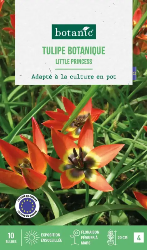 Acheter En Ligne Tulipe species little princess botanic® – 10 bulbes