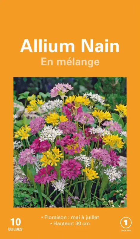 Top Vente Allium en mélange botanic® – 10 bulbes