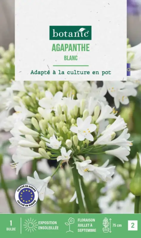 Agapanthe botanic® coloris blanc – 1 bulbe Livraison Express