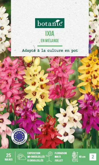Acheter En Ligne Ixia hybride en mélange botanic® – 25 bulbes