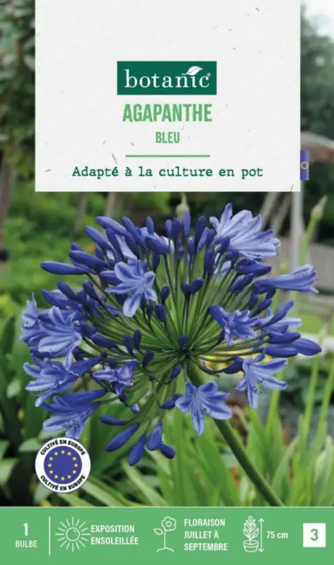 Agapanthe botanic® coloris bleu – 1 bulbe Prix Choc
