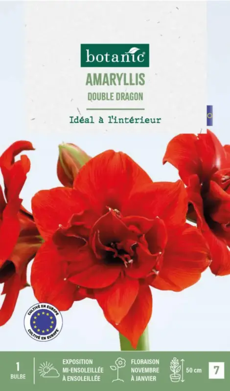 Amaryllis intérieur Double Dragon botanic® – 1 bulbe Acheter Direct