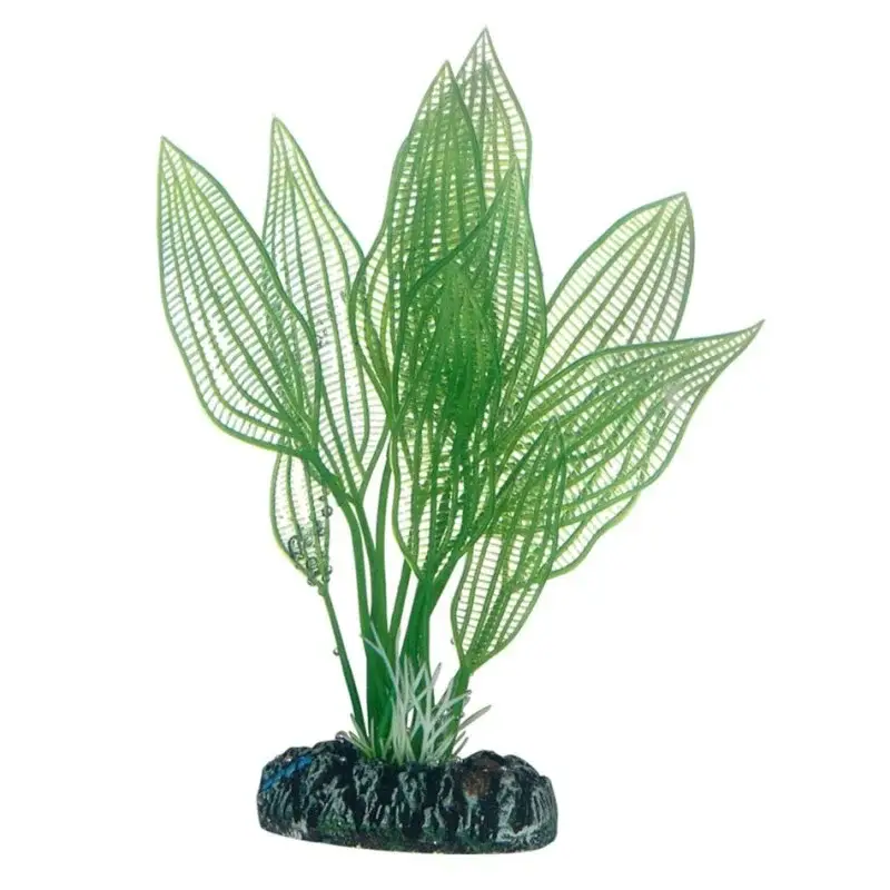 Vente Directe Hobby Aponogeton