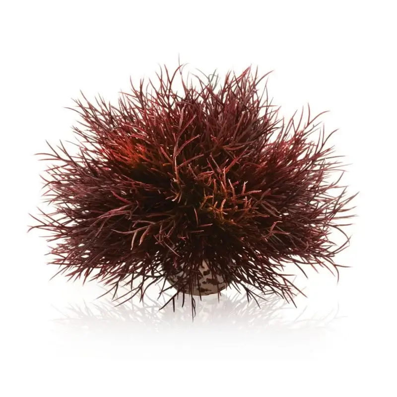 Top Vente Oase Biorb plante Lys de mer