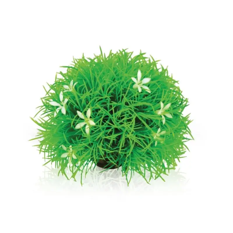 Prix Choc Oase Biorb plante boule