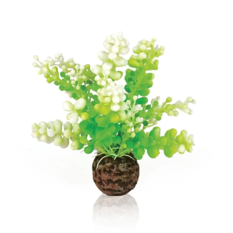 Oase Biorb plante Caulerpe Acheter Direct