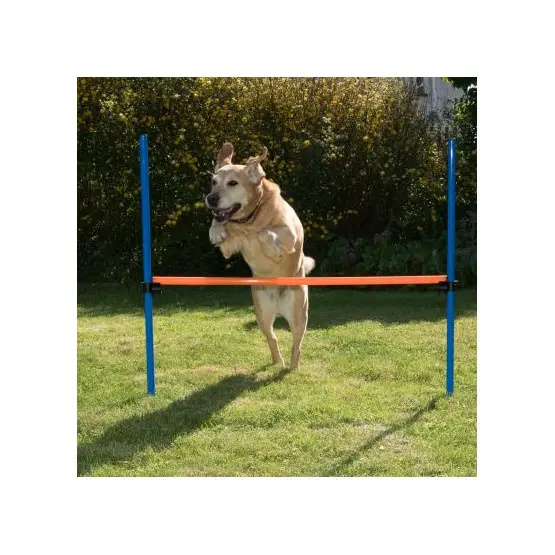 Agility : Obstacle Dog Activity Expédition Rapide