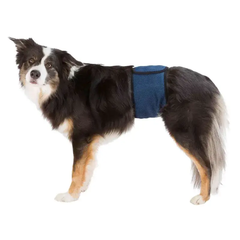 Bande ventrale pour chien mâle Certifié