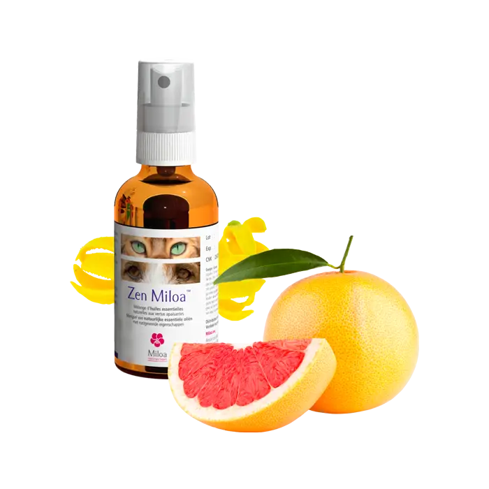 Commander Maintenant Zen Miloa 50 ml