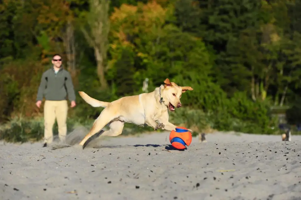 Ballon Kick Fetch Commander Maintenant