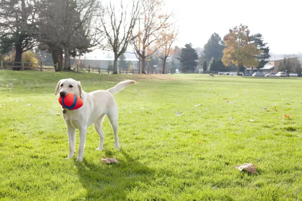Ballon Fumble Fetch Offre Spéciale