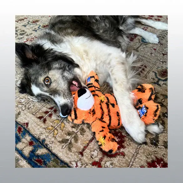 Certifié Jouet Kong Wild Knots Tiger chien