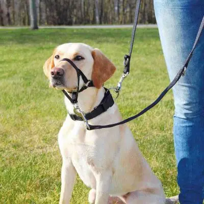 Achat Immédiat Harnais de dressage Top Trainer pour chien